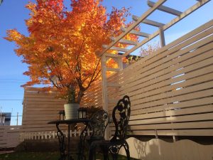 紅葉