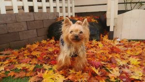 娘の紅葉狩り